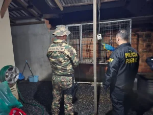 Polícia Militar Ambiental e Polícia Federal deflagram operação “Protectio Psittacinorum”