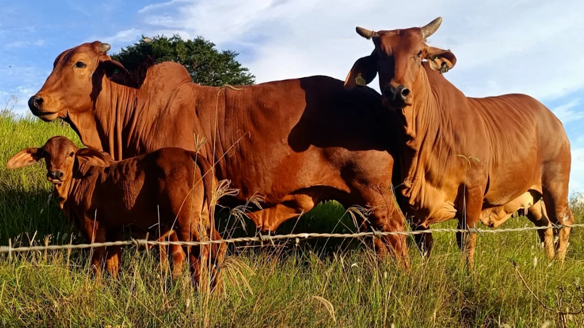 Pouso Redondo se prepara para primeira edição da Expoagro Alto Vale entre 18 e 20/07