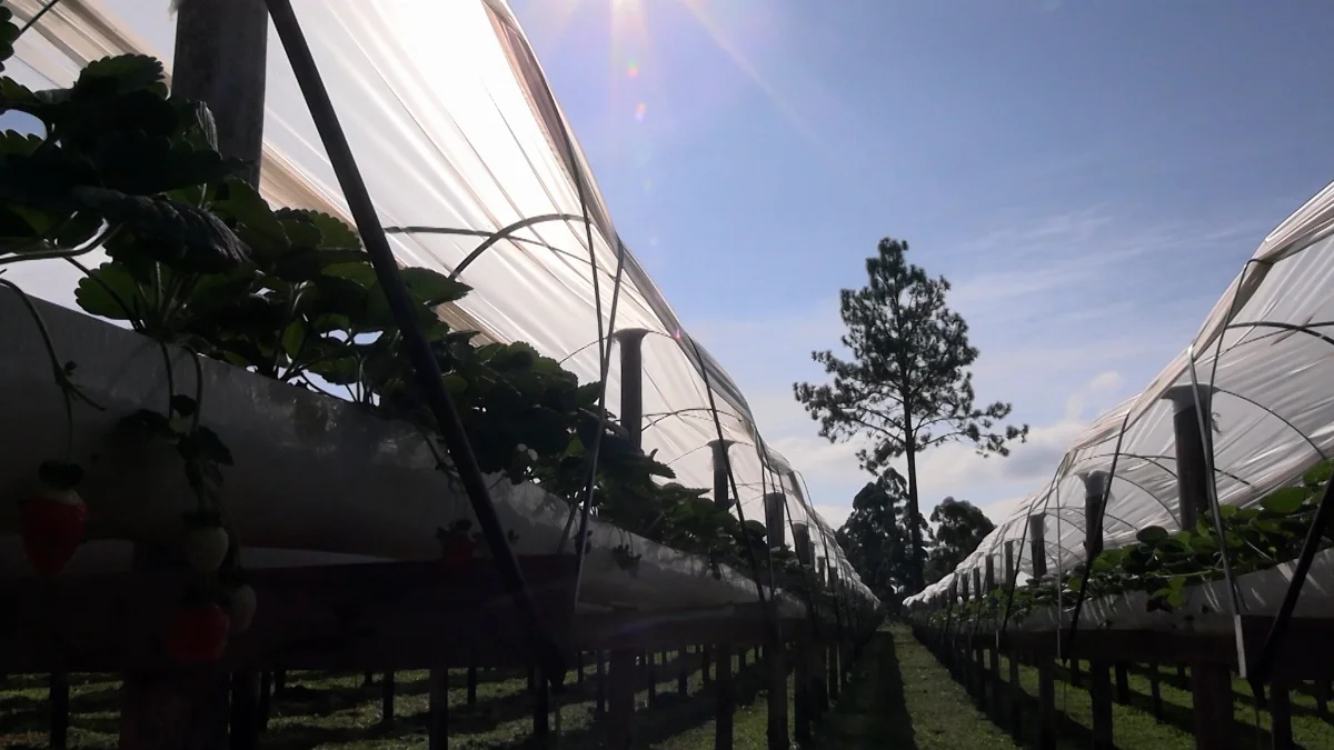 Família gaúcha se destaca na produção de morangos