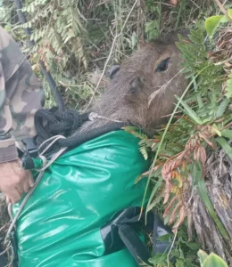 Capivara presa em penhasco há 4 dias mobiliza resgate com helicóptero em SC