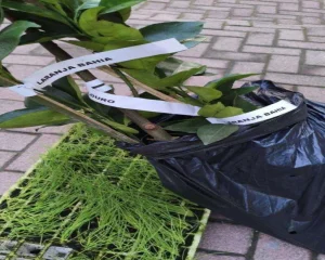 Homem é preso após furtar mudas de tempero e de árvores frutíferas em Rio do Sul