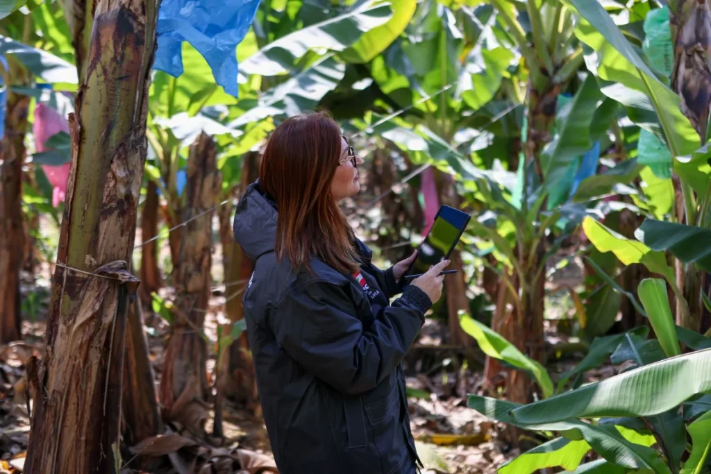 Drones reforçam defesa contra pragas e ajudam Santa Catarina a liderar exportações de banana