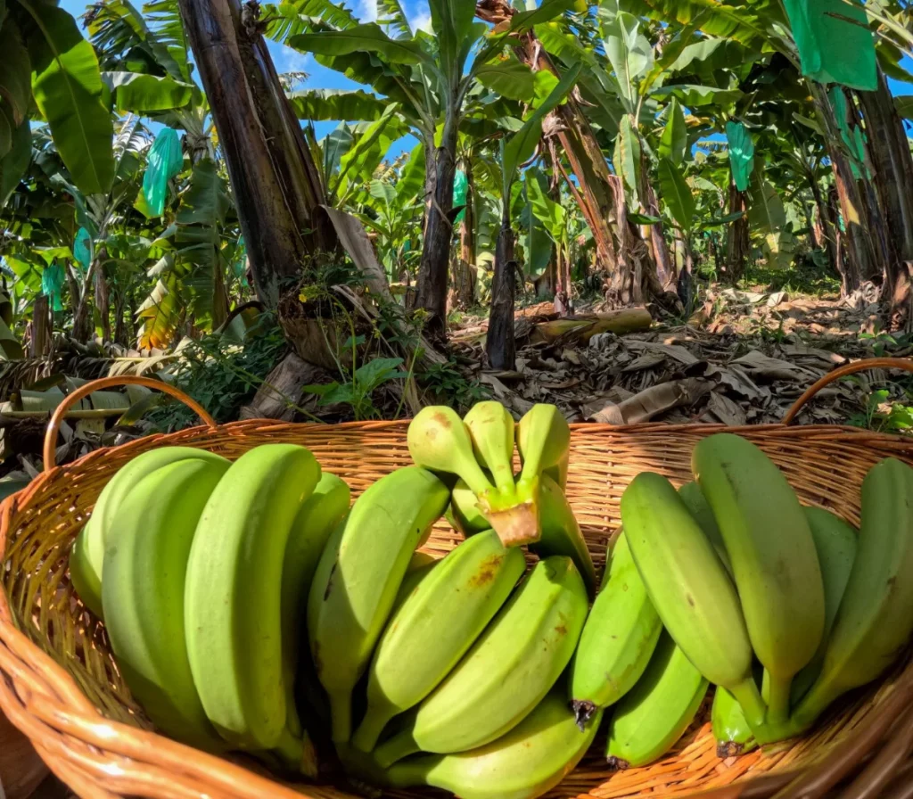 Drones reforçam defesa contra pragas e ajudam Santa Catarina a liderar exportações de banana