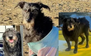 “AgriculThor”: cadela que estava desaparecida é encontrada sem vida por agricultor influencer