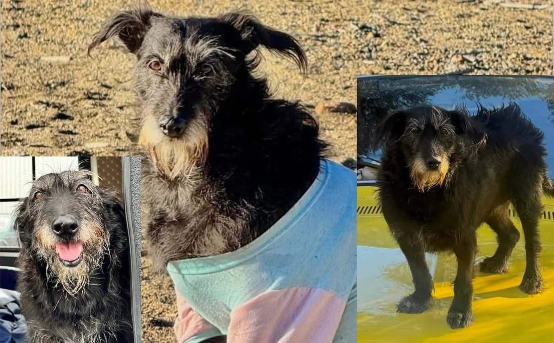 “AgriculThor”: cadela que estava desaparecida é encontrada sem vida por agricultor influencer