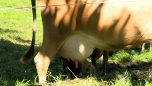 Propriedade em Presidente Nereu investe na produção de leite