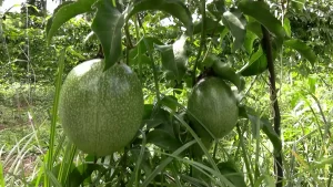 Maracuja