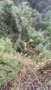Bombeiros salvam bezerro preso em encosta de 15 metros no interior de Imbuia