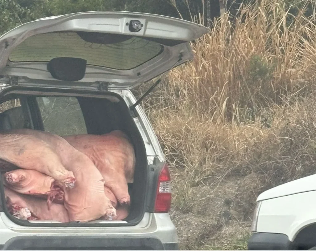 Caminhão tomba e carga de carne é parcialmente saqueada, em Pouso Redondo