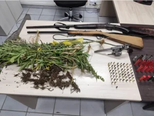 Polícia Militar descobre plantação com 138 mil pés de maconha em José Boiteux