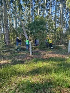 Homem morre após ser atingido por árvore em Imbuia