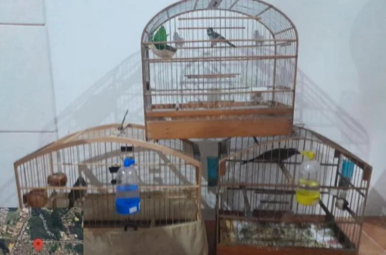 Aves