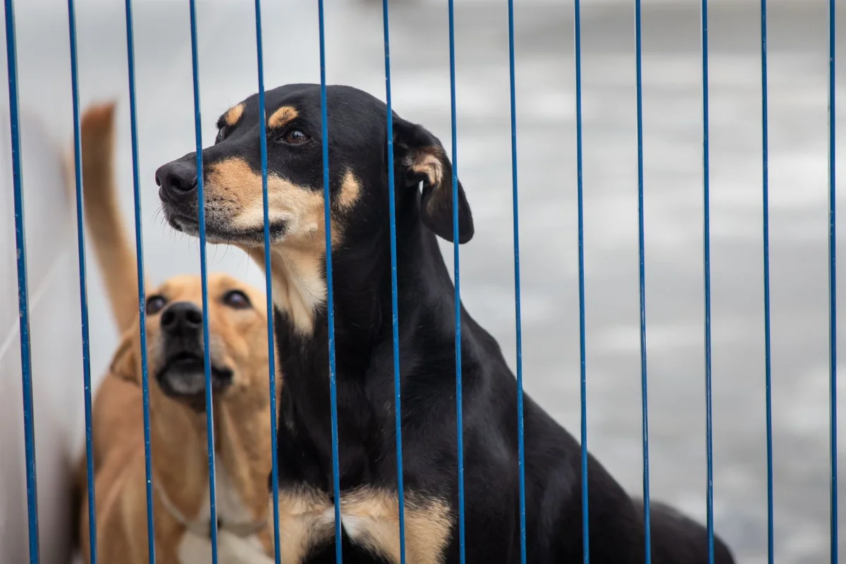 Florianópolis terá primeiro hospital veterinário público de Santa Catarina