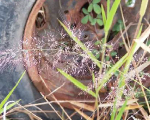 Empresa de guinchos é condenada por manter pátio irregular que favorecia criadouro de mosquito da dengue