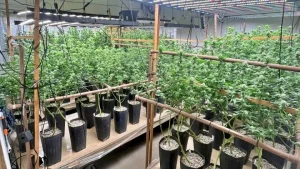Plantação irregular de maconha é descoberta em Florianópolis