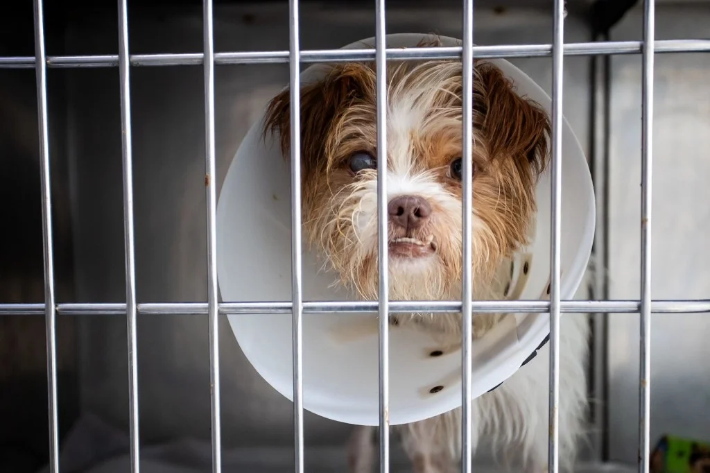 Florianópolis terá primeiro hospital veterinário público de Santa Catarina