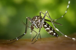 Educação e Saúde unidas no combate à Dengue em Trombudo Central