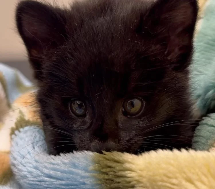 Animal raríssimo: gato-do-mato melânico é encontrado em Jaraguá do Sul