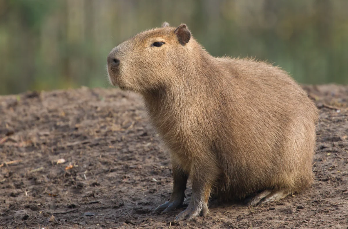 Motociclista de 47 anos fica ferido após acidente envolvendo capivara em José Boiteux