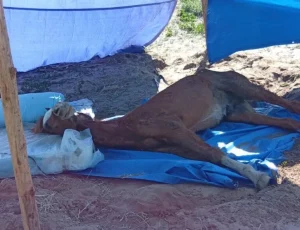 Cavalo em situação de maus tratos é resgatado pela polícia em SC
