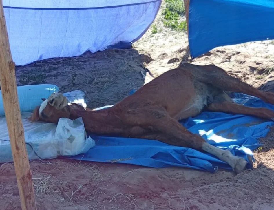 Cavalo em situação de maus tratos é resgatado pela polícia em SC
