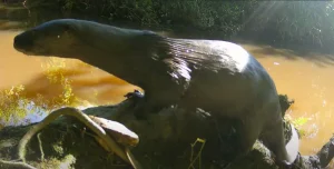 Câmera escondida flagra animais silvestres na Estação Experimental da Epagri em Itajaí