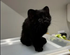 Animal raríssimo: gato-do-mato melânico é encontrado em Jaraguá do Sul