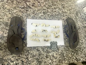 Revista no Presídio de Jaraguá do Sul encontra fumo escondido no chinelo de visitante
