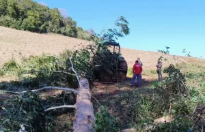 Homem de 67 anos morre após ser atingido por árvore em SC