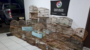 35 pássaros mantidos em cativeiro são resgatados em Lages