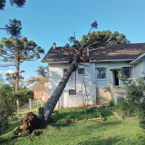 Bombeiros são acionados após araucária cair sobre residência, em Mafra