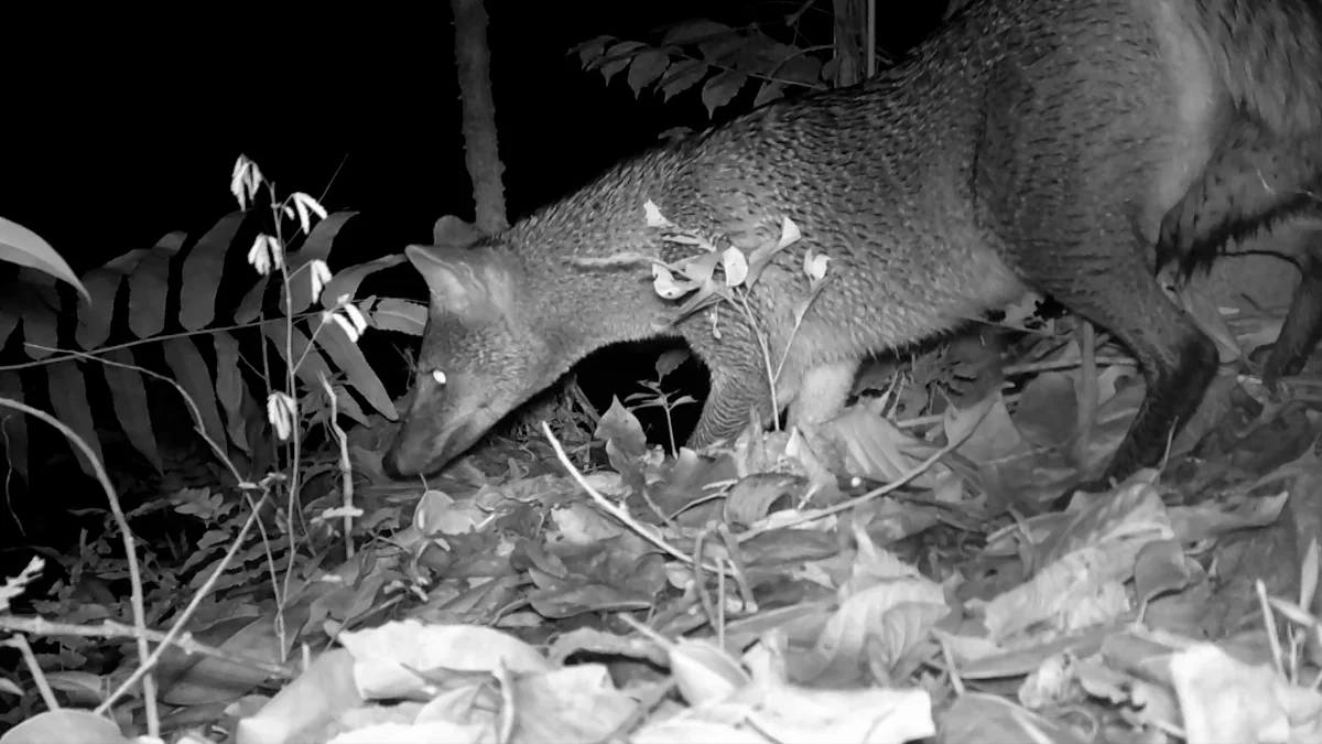 Animais são flagrados na Estação Experimental da Epagri em Itajaí