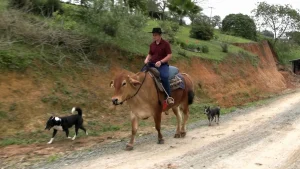 "Piá do boi". Jovem de Rio do Oeste leva "animal de estimação" até para cavalgadas