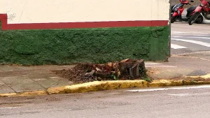 Espécies estão sendo removidas no Centro e no Jardim América