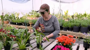 Agricultora de Trombudo Central transforma passatempo em negócio
