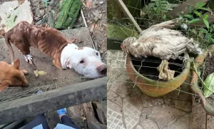 Mãe e filho são presos em Blumenau por maus-tratos contra cães, gatos e aves