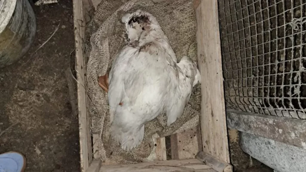 Mãe e filho são presos em Blumenau por maus-tratos contra cães, gatos e aves