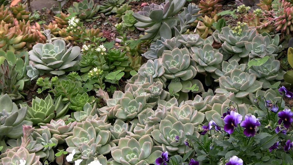 Jardim de suculentas