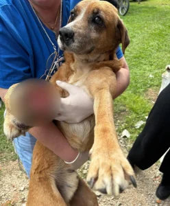 Polícia Civil prende homem em flagrante por maus-tratos a cão em Gaspar