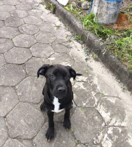 Polícia Civil cumpre mandados contra mulheres investigadas por abandonarem cão amarrado à poste