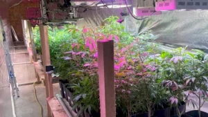 Estufa clandestina com mais de 480 pés de maconha é localizada em Nova Trento