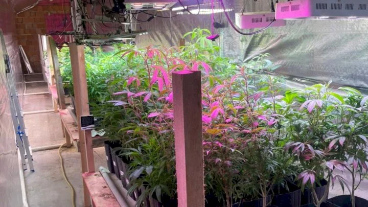 Estufa clandestina com mais de 480 pés de maconha é localizada em Nova Trento