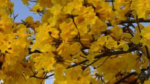 Ipês amarelos trazem mais beleza no acesso ao município