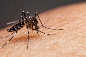 Brasil ultrapassa marca de 1,6 mil mortes por dengue em 2025