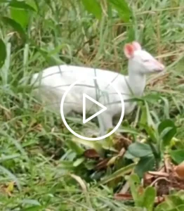 Veado albino raro é avistado nos arredores de parque nacional em SC