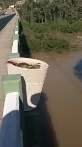 Flores plantadas em ponte de Ibirama são furtadas semanas após ação de embelezamento urbano
