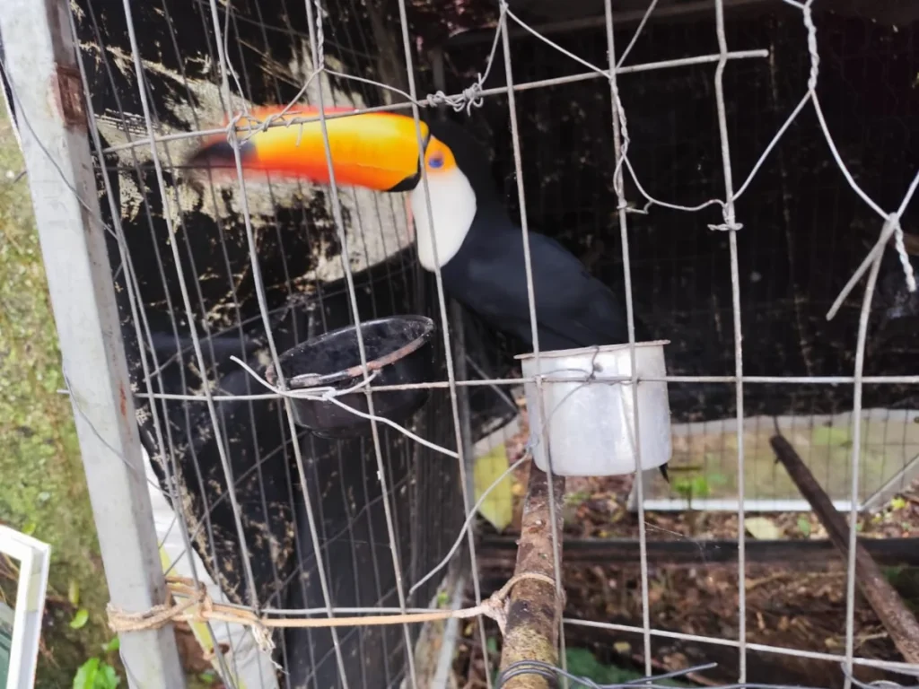 Operação Libertas é Deflagrada Em Santa Catarina Contra Crimes Ambientais (1)