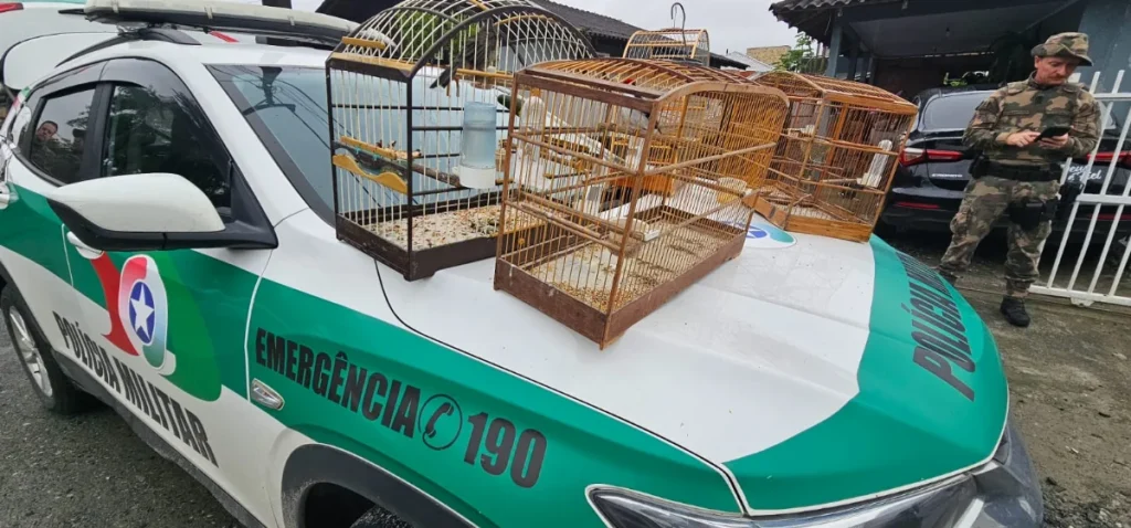 Operação Libertas é Deflagrada Em Santa Catarina Contra Crimes Ambientais (2)