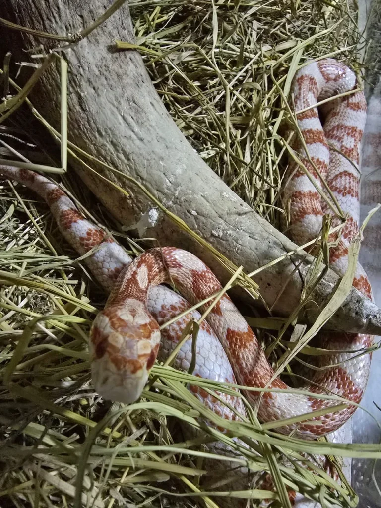 Operação Libertas é Deflagrada Em Santa Catarina Contra Crimes Ambientais (4)