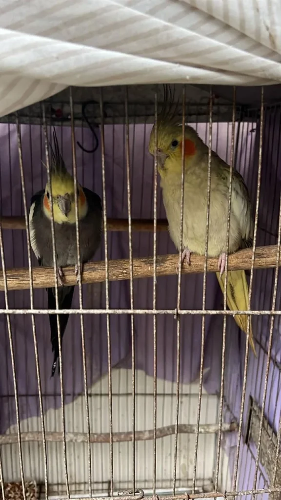 Operação Libertas é Deflagrada Em Santa Catarina Contra Crimes Ambientais (6)